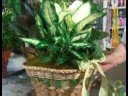 Plant Gift Baskets : Decorating Plant Gift Baskets Plant Gift Baskets : Decorating Plant Gift Baskets