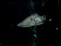 Acquario di cattolica \"Gli squali\"