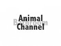 Dane Cook- Bathroom, Animal Channel, & Car Accidents