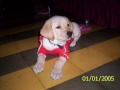 Meu labrador Fubá: de Caicó para o mundo Meu labrador Fubá: de Caicó para o mundo