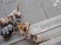 Lea's Puppies ( Dachshund )