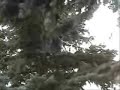 Tree Jump 15+ Feet