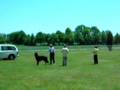 Temperment Test