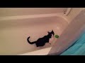 Click here to watch this video Kitty goes crazy in tub