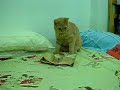 Funny(or silly?) cat Funny(or silly?) cat