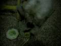 videos de Mr Kiddo plays football and gets a cookie for his troubles