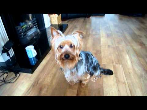 YOSHI THE AMAZING YORKSHIRE TERRIER!