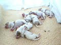 Andrew x Mollie puppies webcam day 3