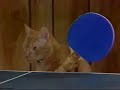 Ping Pong Ping Pong