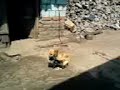 apareamineto de perro y gata