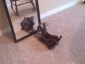 videos de Gracie and the mirror