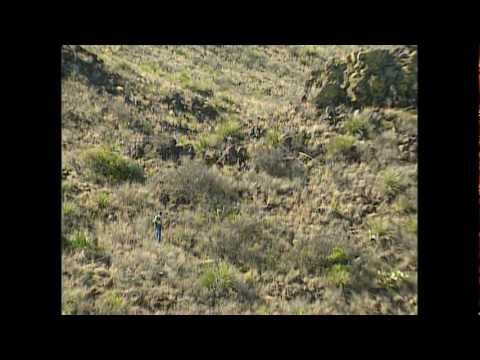 mountain lion