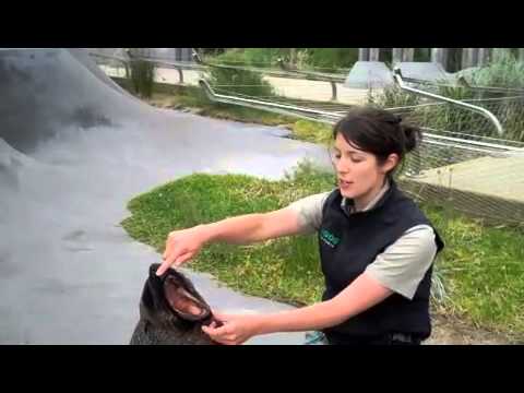 zootube - Do Zoo animals get trained? What can they do? Find out as Melbourne Zootube meets some clever seals that will do almost anything for a fishy treat!
