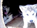 Alaskan malamute-Simba snow queen