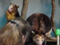 matschies-tree-kangaroo.html