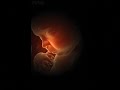 desarrollo prenatal desarrollo prenatal