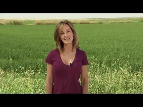 how to harvest rice in arkansas