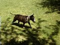 Mini Bull Terrier \"Molly\" Mini Bull Terrier \"Molly\"