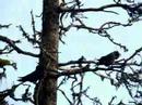 BLACK CROWS
