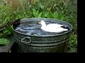 Day in the Life of my Call Ducks Day in the Life of my Call Ducks