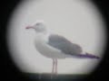 Larus ¿fuscus?