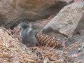 Greedy Squirrel eating a pine cone