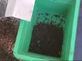 Worm Farm Fertilizer