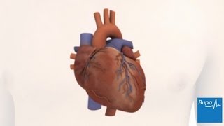 心脏如何运作