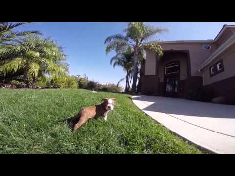AKC Rare Boston Terrier Male Puppy FOr Sale