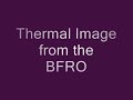 the first ever thermal image of bigfoot recorded by bfro.