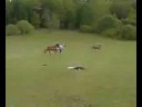 kid pwned by ridding on pony