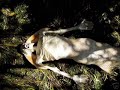 fotos de un triton 100% real