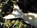 fotos de un triton 100% real
