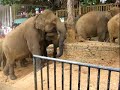 pinnawela-elephant-orphanage-sri-lanka.html