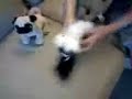 webkinz clydsdale dance webkinz clydsdale dance