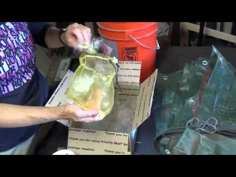 how to grow milkweed