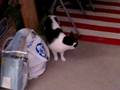 videos de Bratty Oreo