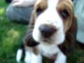 videos de 5 week Basset Hound puppy