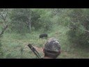 EWT Boar Hog Kill