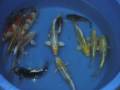 videos de taiwan koi