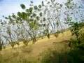 CAMINO AL MONTE SINCE SUCRE VIA COROZAL