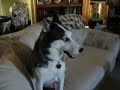 Shadow Howling