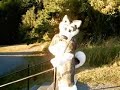 Beef Jerky causing some trouble again, such a cute doggy, then look what he does! :/