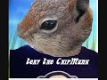 Tery the chipmunk singing not fair