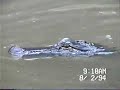 Alligator Eating Marshmallows Alligator Eating Marshmallows