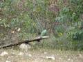 cuke gets shot witn a .308 from 100yds