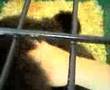 pissed off chicken