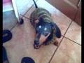My dog Hannah