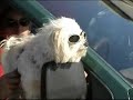 Great Dog with Goggles