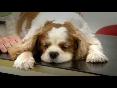 bbc pedigree dogs exposed